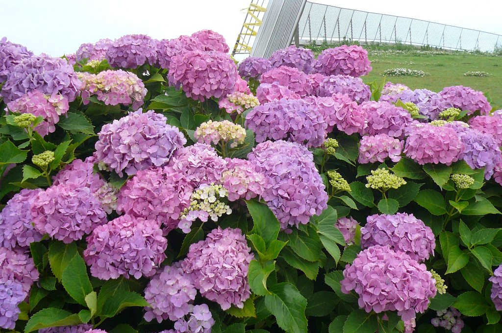 あじさいの写真