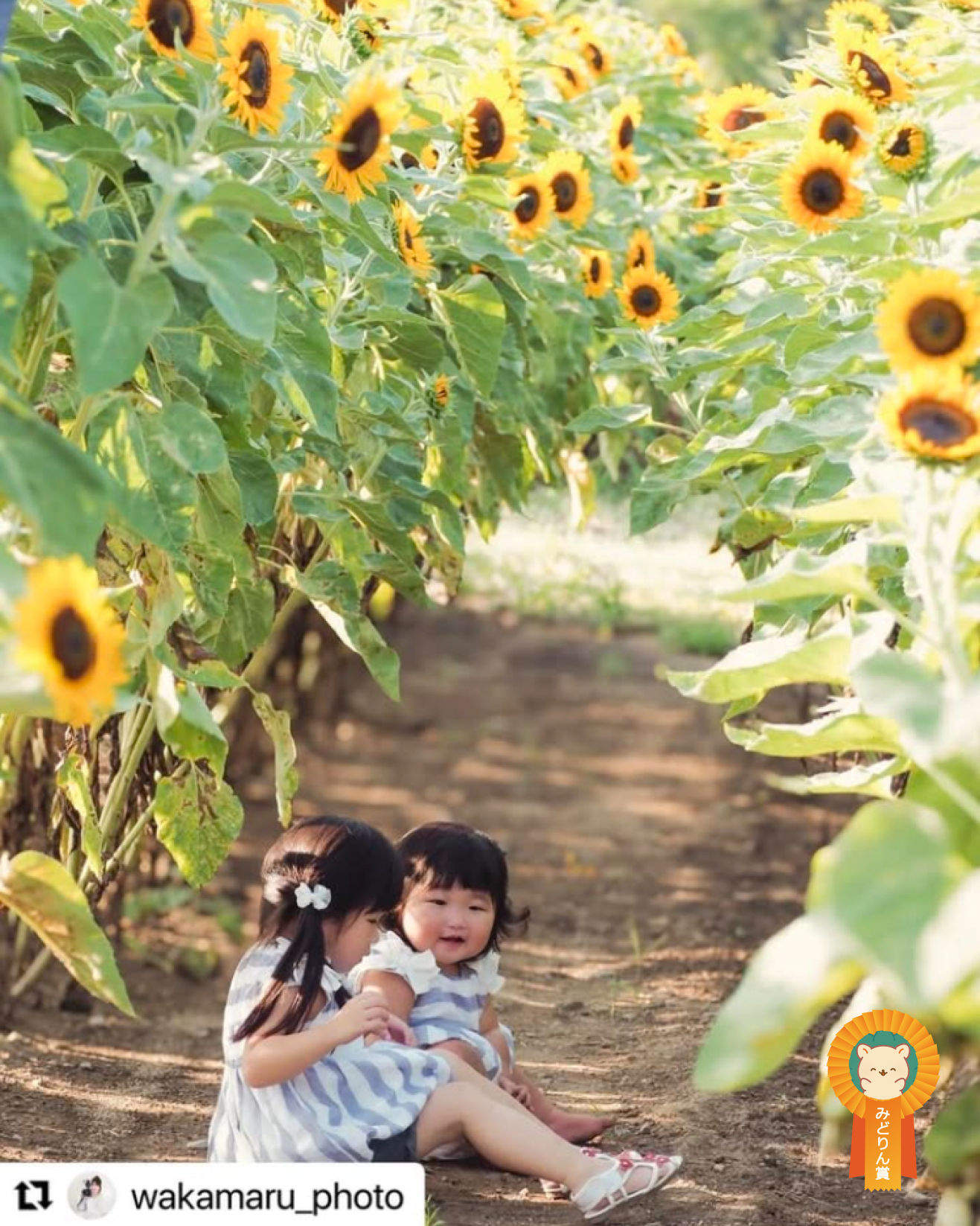 みどりん賞受賞作品の写真4