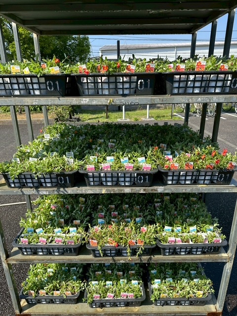 ポーチュラカの花の苗の写真