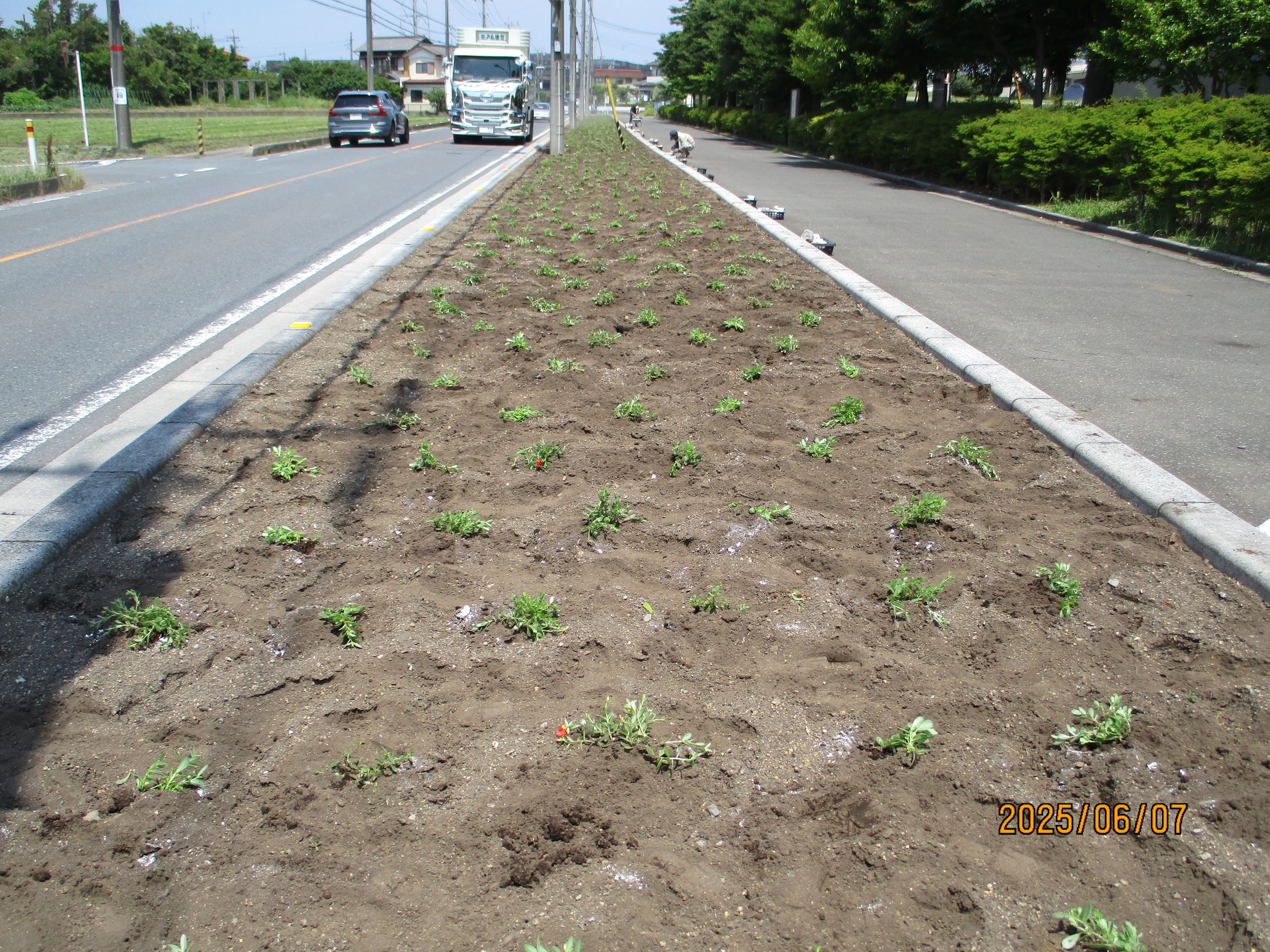 まつぶし緑の丘公園前の県道沿いの花壇の様子