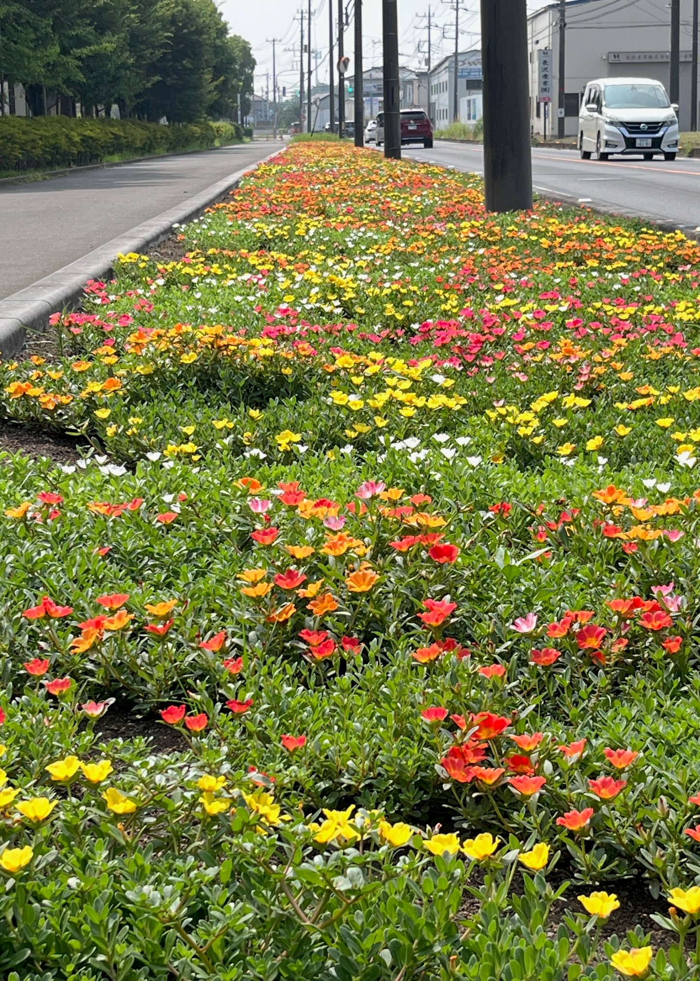 まつぶし緑の丘公園前の県道沿いの花壇の写真