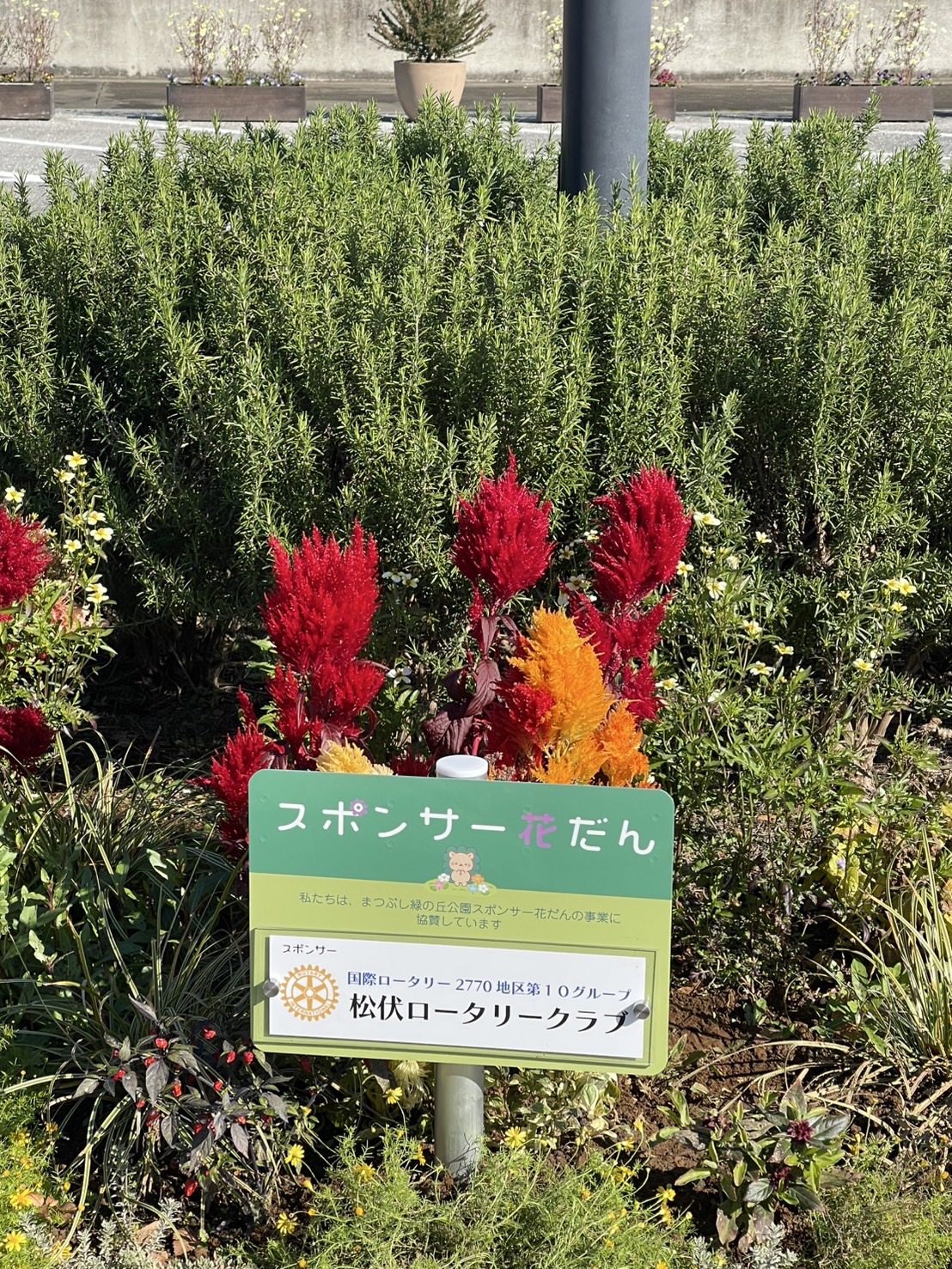 スポンサー花だんの写真1