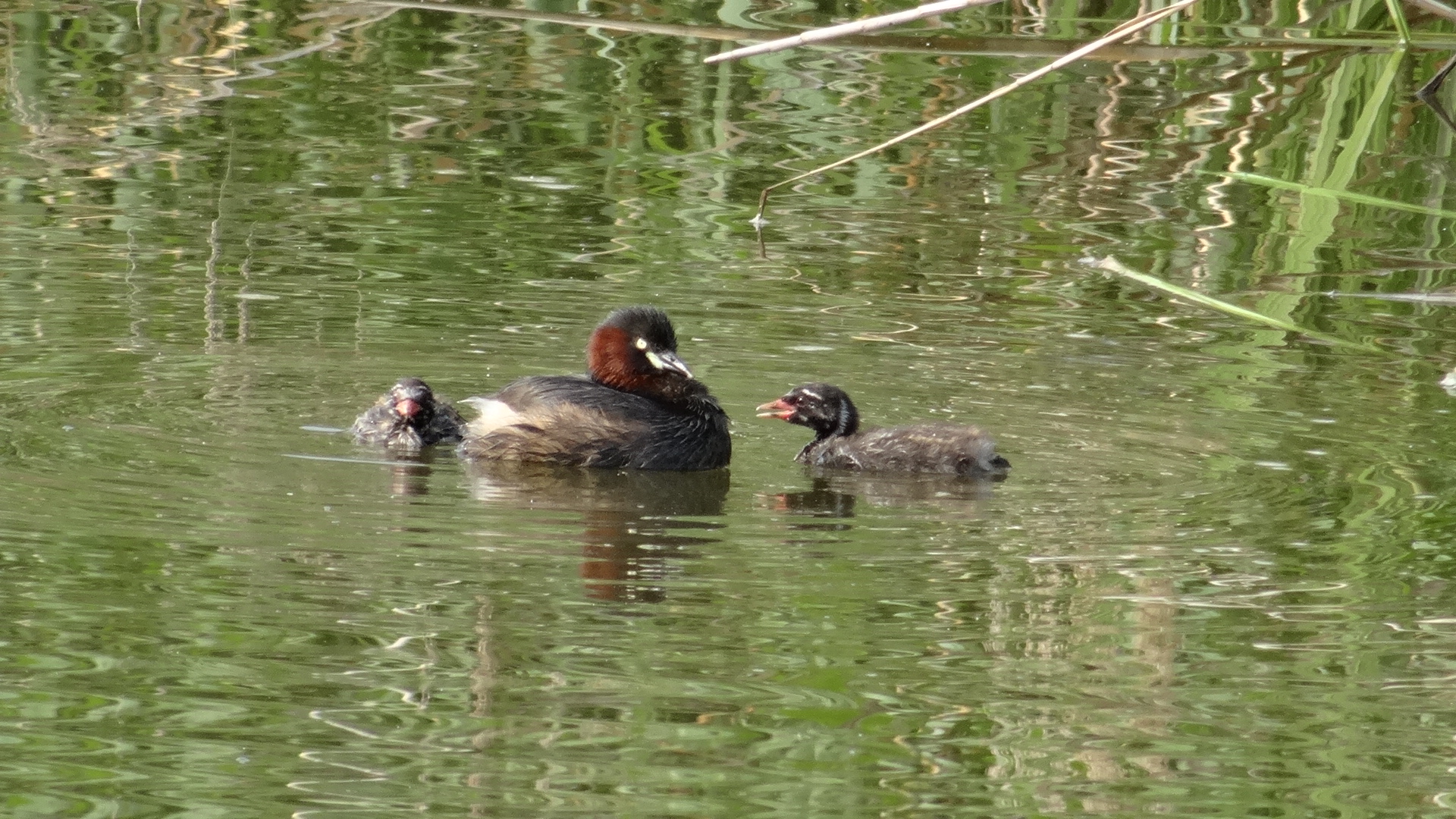 水辺ゾーンで見られる野鳥の写真1