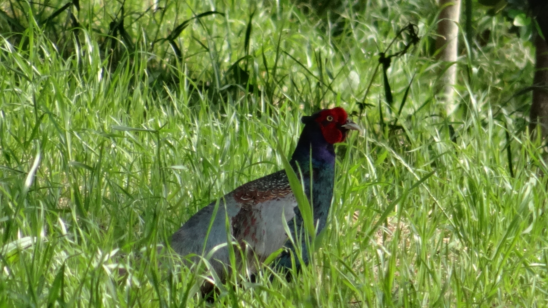 水辺ゾーンで見られる野鳥の写真2