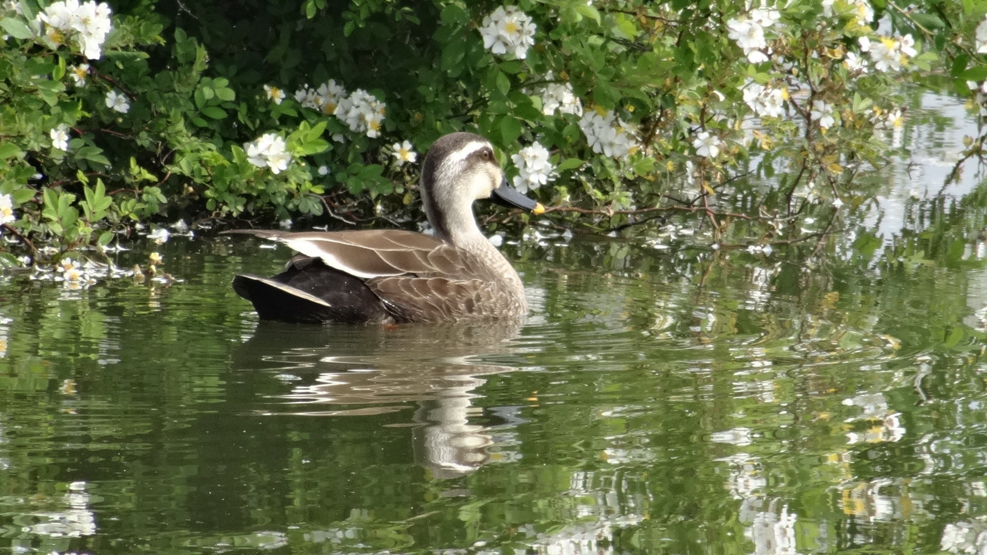 水辺ゾーンで見られる野鳥の写真3