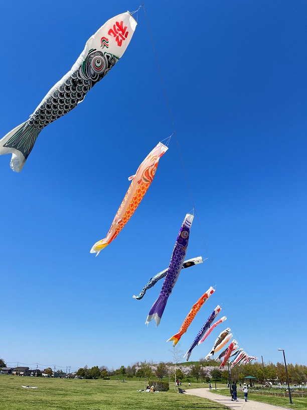色とりどりの鯉のぼりが青空に泳いでいる写真