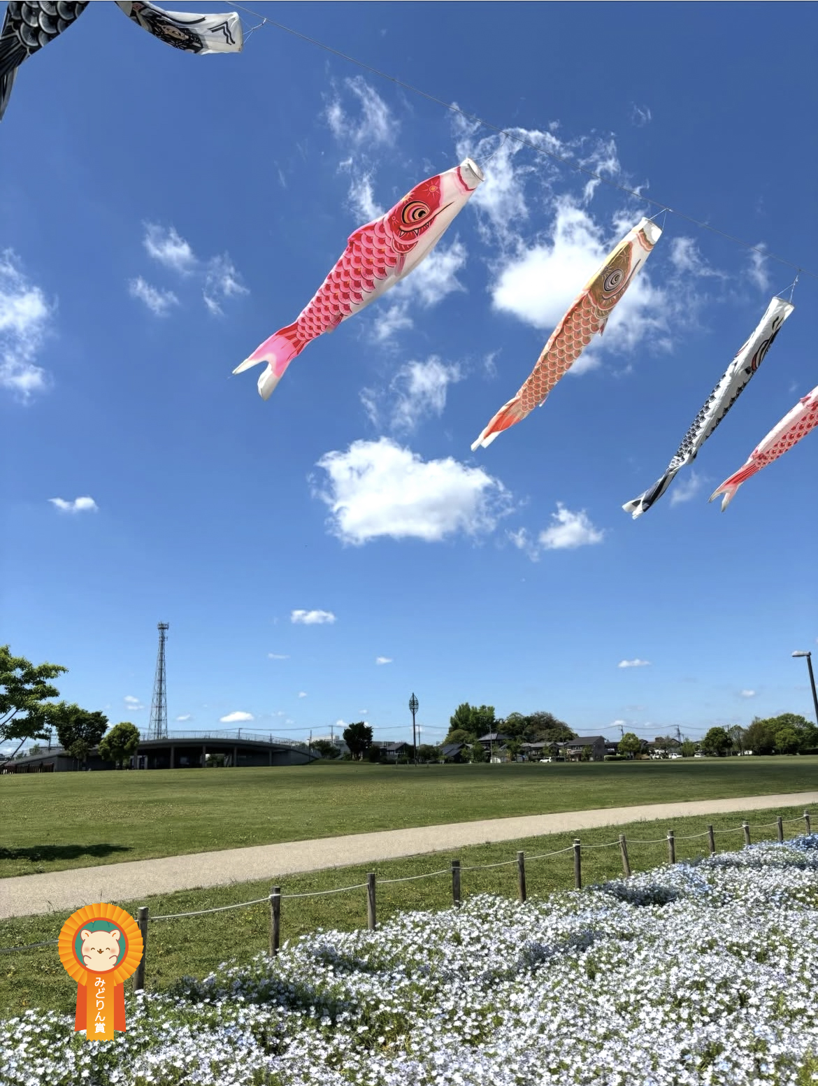 ネモフィラが咲く芝生広場にて、青空の下、カラフルな鯉のぼりが泳いでいる