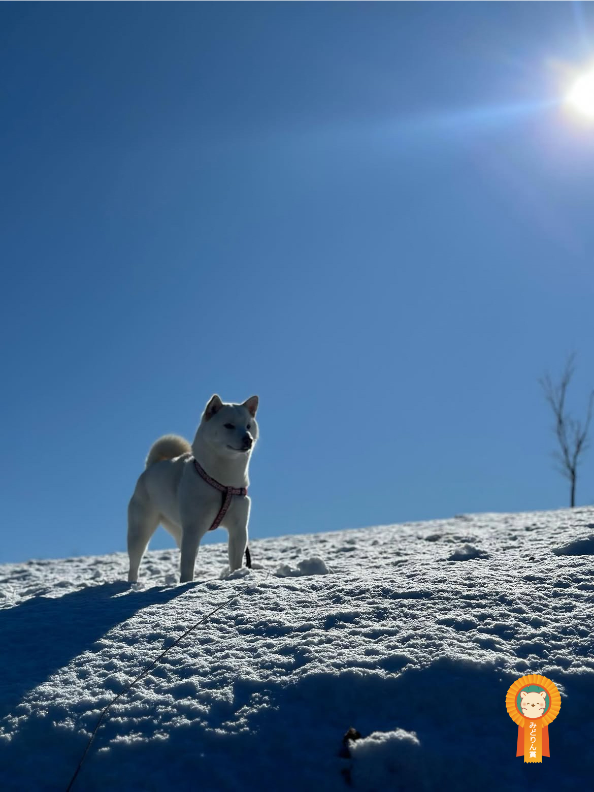 マルシン里山ゾーンにて雪の斜面に柴犬が凛と立つ風景