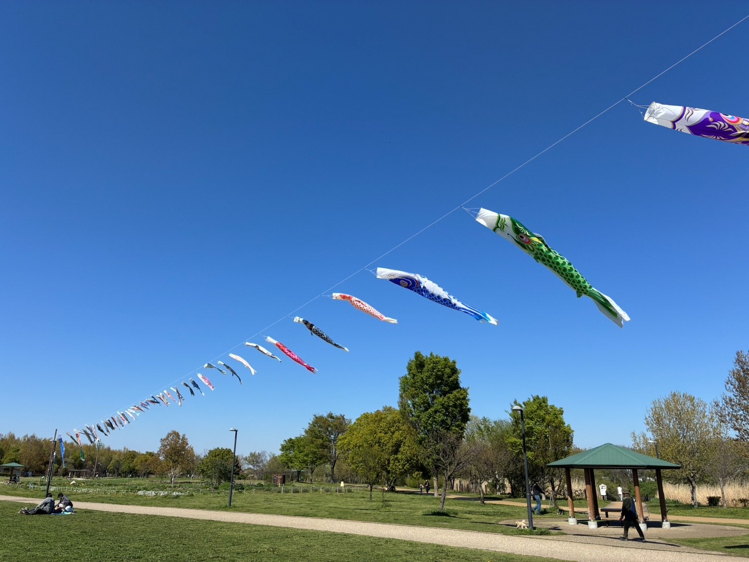 青空に連なった色とりどりの鯉のぼりがたなびき、芝生広場と東屋と園路が見える風景